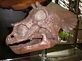 Crâne de jeune tricératops.
