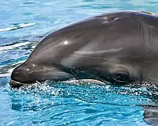 Kawili'Kai, dauphin hybride de 2e génération du Sea Life Park Hawaii.