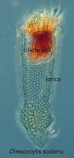 Climacocylis scalaria, un Tintinnide.