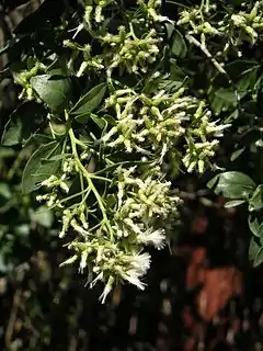 Description de l'image Baccharis_halimifolia.jpg.