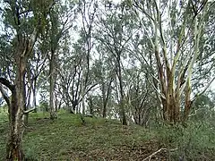 Forêt d'eucalyptus.