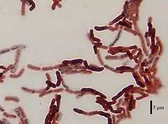 Description de l'image Bacillus megaterium DSM-90 cells.jpg.