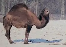 Photo d'un camélidé à grosse bosse doté d'une épaisse fourrure.