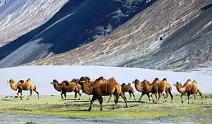 Troupeau de chameaux de Bactriane dans la vallée de la Nubra.