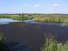 Tourbière près de Bad Sülze en Mecklembourg-Poméranie-Occidentale, Allemagne du nord-est