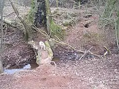 Souche servant à la fois de pont naturel et d'abri pour le terrier d'un Blaireau européen.