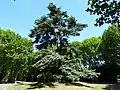 Le cèdre remarquable du cimetière de Bagneux.