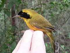 Description de l'image Bahama Yellowthroat (Geothlypis rostrata) held in hand, side view.jpg.