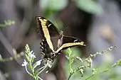 Papilio andraemon dans son milieu naturel