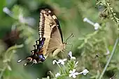 Papilio andraemon, ailes repliées