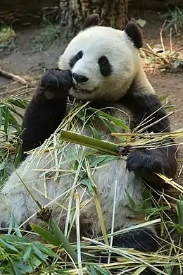 Bai Yun, l'un des pandas géants.