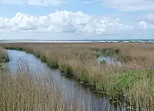 Tréogat (baie d'Audierne) : les marais de Kerbinigou, site naturel protégé.