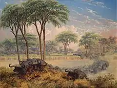 Herd of Buffalo chased across the Macloutsie River (1871)
