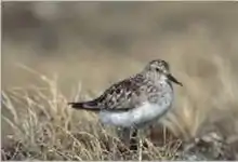 Bécasseau de Baird (Calidris bairdii)