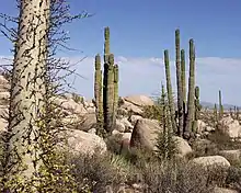 Valle de los cirios.