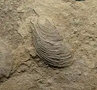 Fossile de Bakevellia costata (Bakevelliidae)