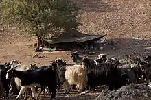 Campement de nomades Bakhtiaris