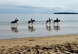 Vue en couleur de 4 chevaux galopants sur une plage.