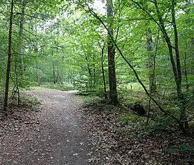 Image illustrative de l’article Forêt d'Évreux