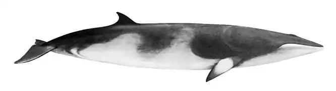 Balaenoptera acutorostrata