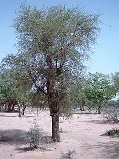Le dattier du désert (Balanites ægyptiaca) recueillait 16% de toutes les citations et représente une base alimentaire stable pendant une grande partie de l'année.
