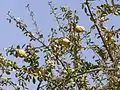 Le dattier du désert (Balanites aegyptiaca), arbre endémique de la région sahélienne et du nord Cameroun, intervient dans de nombreuses utilisations humaines (feuilles et fruits comestibles, savons, huile, etc.) ainsi que comme fourrage pour les animaux.