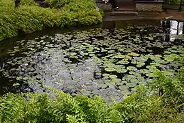 Jardin de Balata en Martinique.