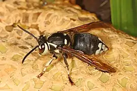 Dolichovespula maculata