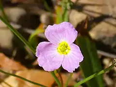 Vue d'une fleur à trois pétales violets.