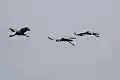 Vol de grues couronnées au parc national de Waza, Cameroun