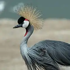 Grue couronnée (Balearica regulorum, Gruidae)