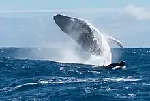 Megaptera novaeangliae (Baleine à bosse et son baleineau). Environ 10% de la population mondiale s'accouple et met bas ici, entre le Cameroun et les eaux gabonaises.