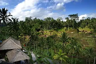 Culture du riz en terrasses dans le Tegallalang
