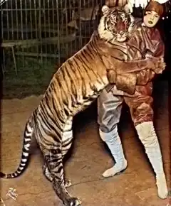 † Tigre de Bali.