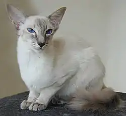 Un balinais bleu tabby point