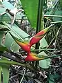 Heliconia caribaea ou Balisier des Caraïbes (Héliconia queue de poisson).