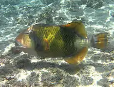 Un baliste à moustache (Balistoides viridescens)