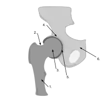  schéma d’une articulation de la hanche avec 6 flèches de repérage