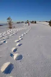 Traces de raquettes dans la neige