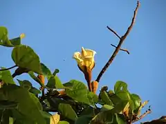 Grosse fleur érigée aux pétales crèmes