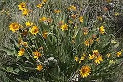 Description de l'image Balsamorhiza sagittata 9337.JPG.