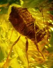 Insecte brun foncé pris dans un liquide jaune orangé.