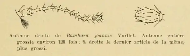 Antenne de Bambara joannisi Vuillet, 1911.