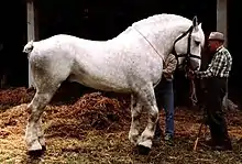 Photo d'un cheval gris présentant son profil droit ; l'animal est massif mais fier avec une encolure très forte ; sa queue est coupée ; il est tenu en main par un homme âgé portant chapeau et chemise à carreaux ; un second personnage caché par le cheval se tient à l'épaule gauche de l'animal ; l'arrière plan de la scène est composée d'herbe et de paille éparpillée dans ce qui semble être une ferme.