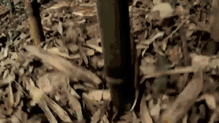 Turion - Jeune pousse de viridiglaucescens (3 m en en semaine).