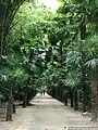 L'allée des Trachycarpus à la Bambouseraie.