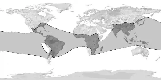 Distribution mondiale des Bambous.