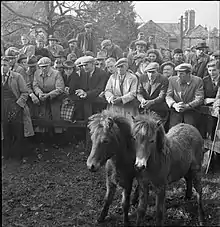 Photo en noir et blanc de deux poneys dans un enclos, entourés par une foule.