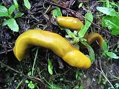Description de l'image Banana-slugs-big-sur.jpg.
