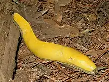 Une grande limace jaune.